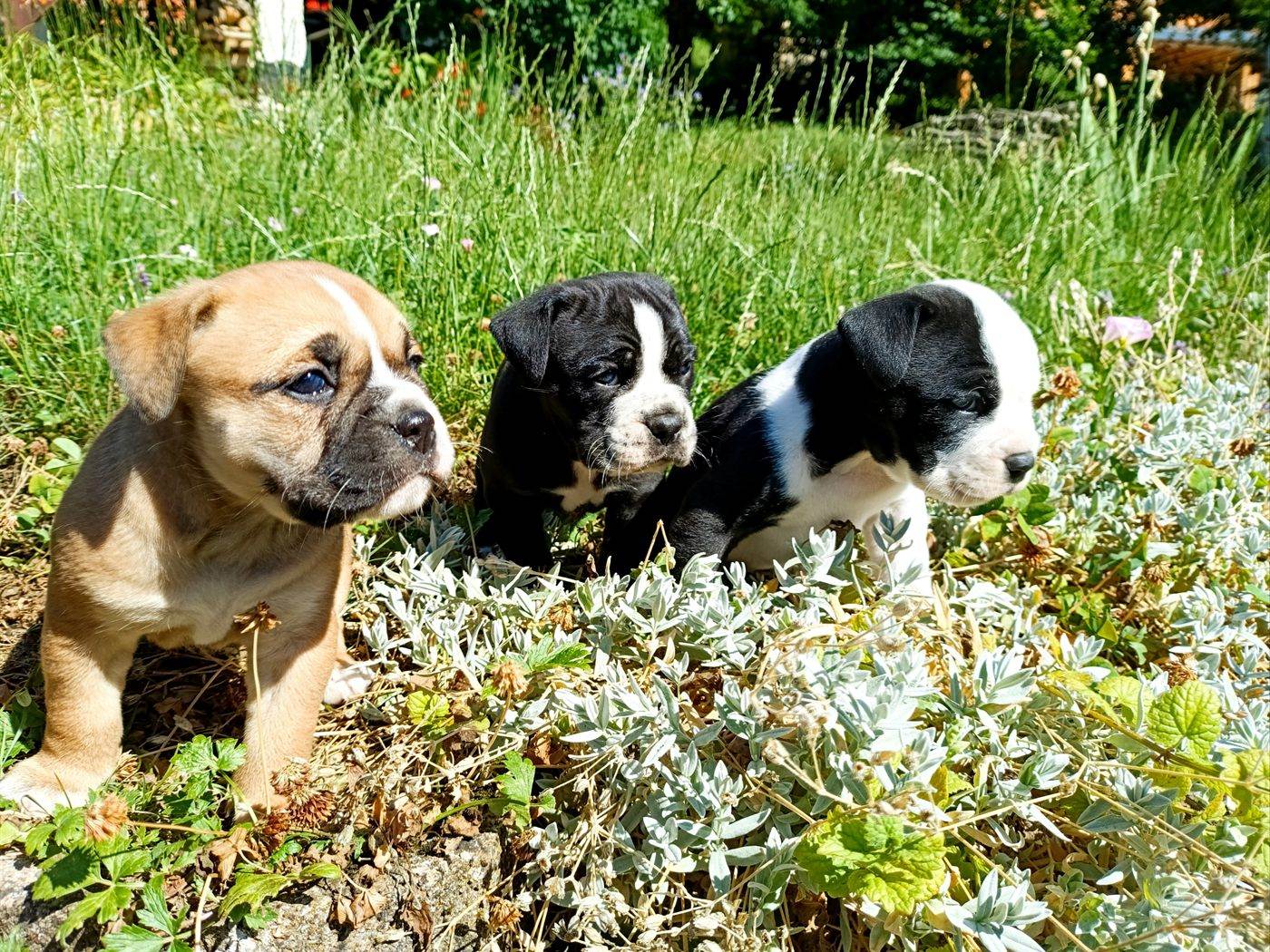 Chiots Bulldog Continental dans l'herbe