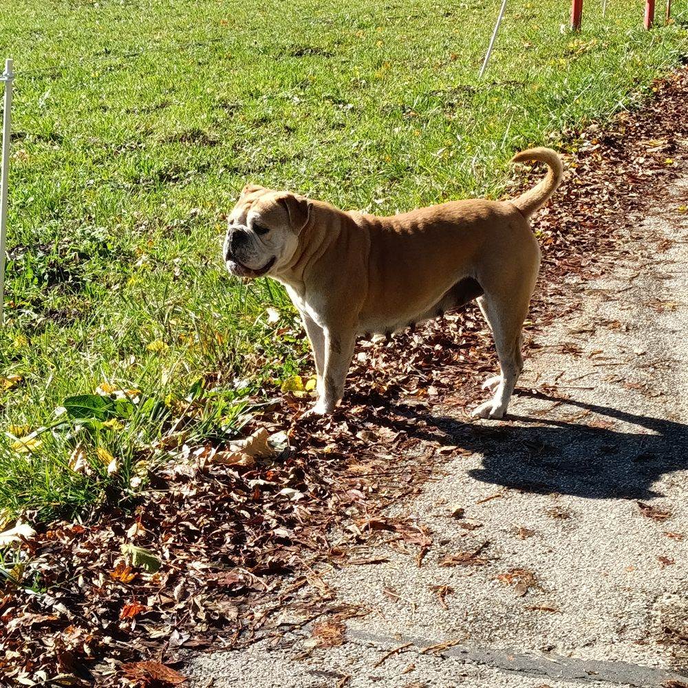 Sky, Bulldog Continental de l'élevage La Casa de Chula